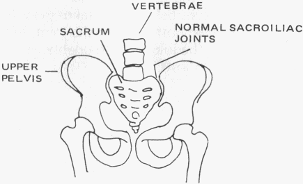  the sacroiliac joints and the joints between each vertebra as they look before the
        disease